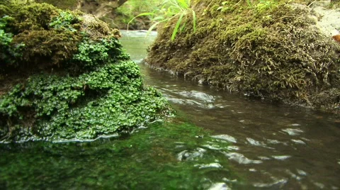 Forest river Stock Footage 582371