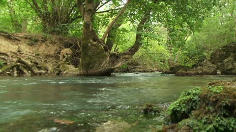 Forest River Video stock 582393