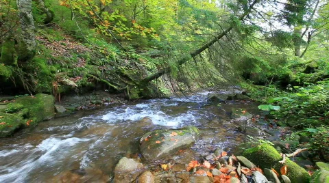  forest river Stock Footage 864071
