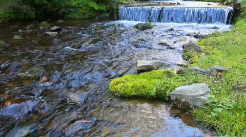 Forest river Stock Footage 864597