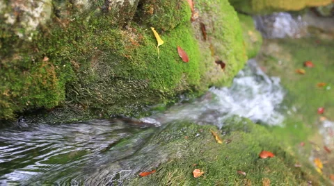 Forest river Stock Footage 885759