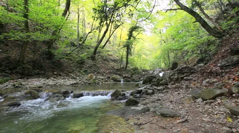Forest river Stock Footage