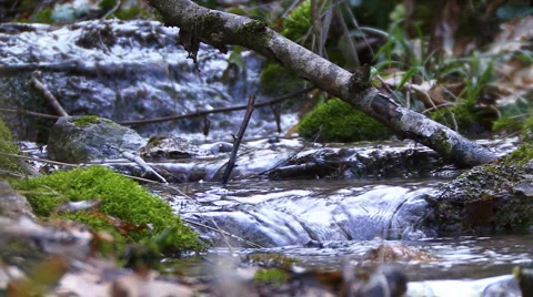 Forest River Stockbeeldmateriaal 995425