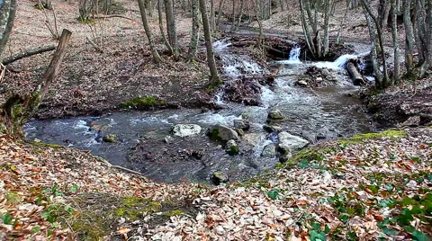 Forest River Stock Footage 1013055