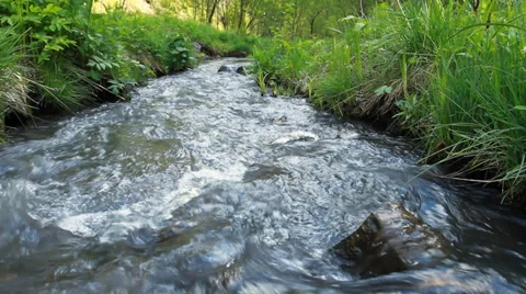 Forest River Stock Footage 39693878