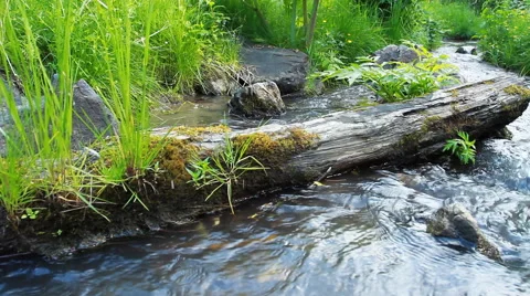 Forest River Stock Footage 40309801