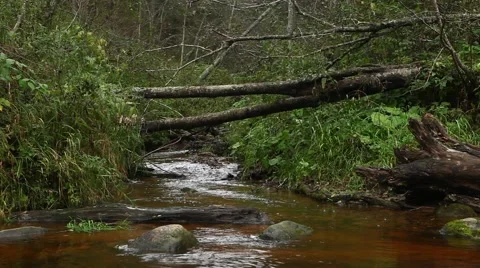 Forest river 動画素材 48976231