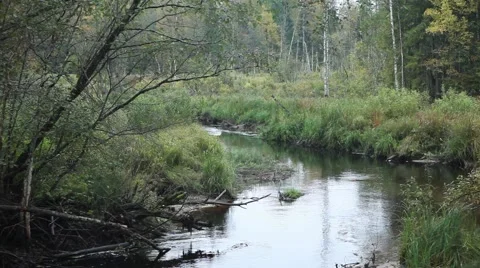 Forest river 動画素材 48976274