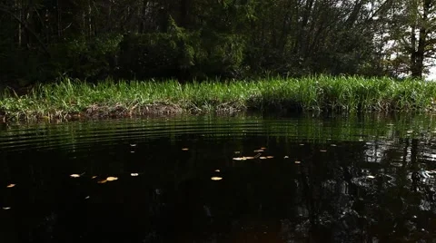 Forest river Video stock 48977963