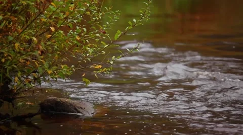 Forest river Video stock 49095203