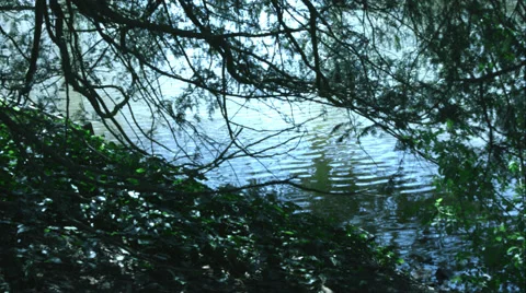 Forest river Stock Footage 49166502