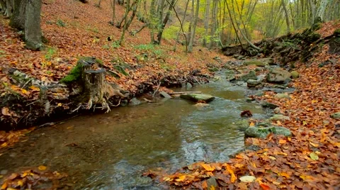 Forest River Video stock 52478643