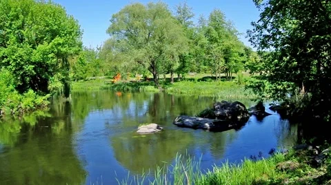 Forest river Stock Footage 53075324