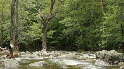 Forest river Stock Footage 55110033