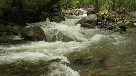 Forest river Stock Footage 55111380
