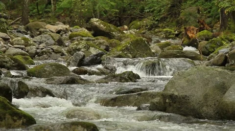 Forest river Stock Footage 55111478