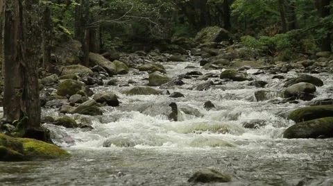 Forest river Stock Footage 55117396