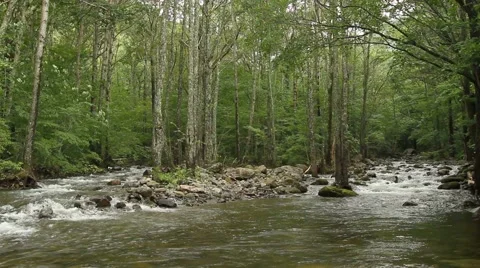Forest river Stock Footage 55117529