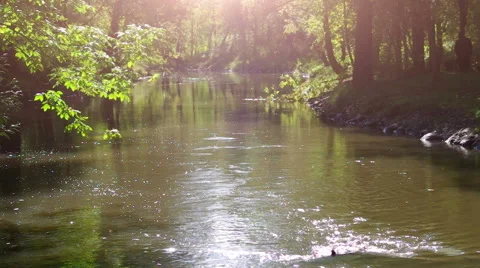 Forest River Stock Footage 55391828