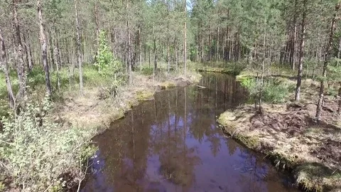 Forest river Stock Footage 77000945