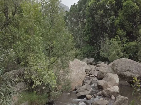 Forest River Stock Footage 77290843