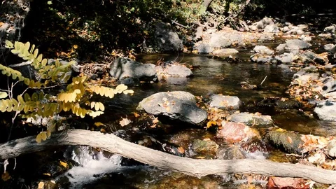 Forest River Stock Footage 81477744