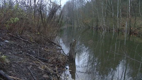 Forest river Video stock 82222326