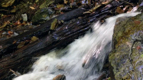 Forest River Vídeo Stock 90808186