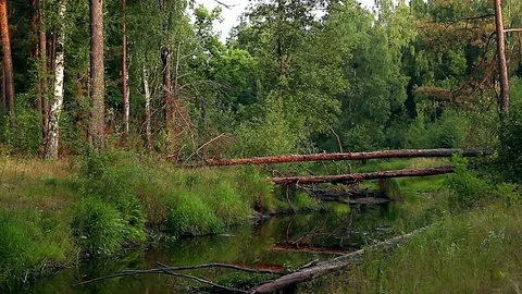 Forest river Video stock 98098923