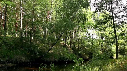 Forest river Video stock 98553265