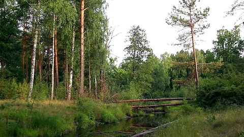 Forest river Stock Footage 98755846