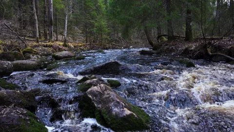 Forest river 스톡 동영상 130872367