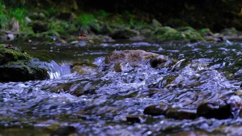 Forest river Video stock 139397885