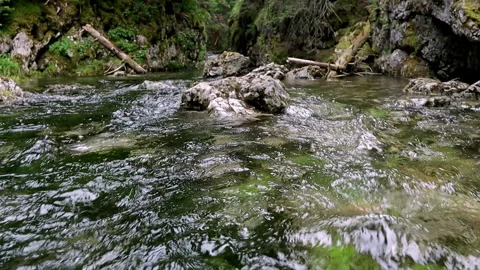 Forest river 스톡 동영상 183836127