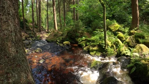 Forest River Stockbeeldmateriaal 244709044