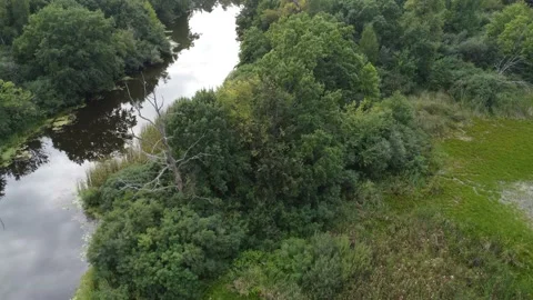 Forest river. Forest on the river bank. Fly footage. Video stock 209525636