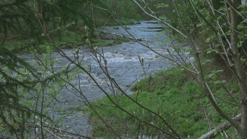 Forest river, the framing of tree branches, the more cheerful the flood, High Stock Footage 155836408