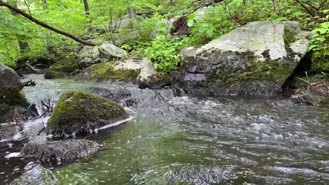 Forest River | Front View | Zoomed | Still Stock Footage 199662813