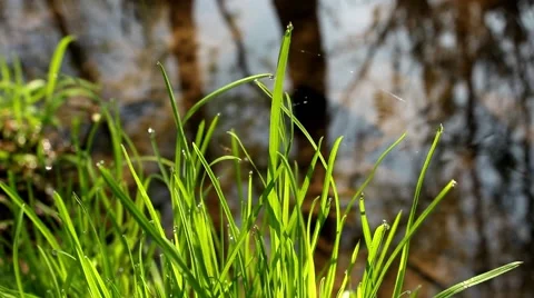 Forest river. green grass Stock Footage 62945685
