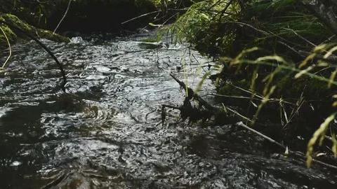 Forest river in hot summer Stock Footage 79094132