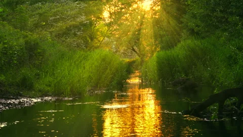 Forest river jungle landscape view with fog and gold sun rays. Stream water. Stock Footage 264057746