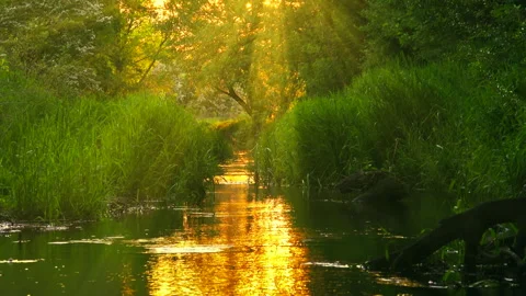 Forest river jungle landscape view with fog and gold sun rays. Stream water. Stock Footage 264059081