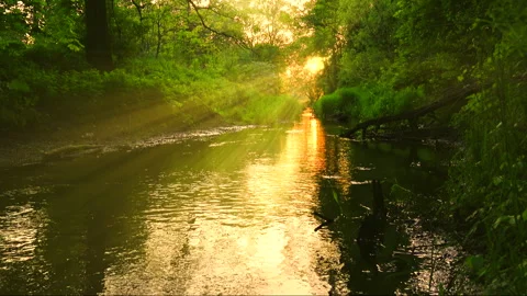 Forest river jungle landscape view with fog and gold sun rays. Stream water . Stock Footage 264061905
