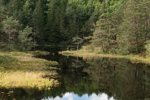 Forest river lake Stock Photos
