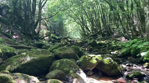 Forest river in Les Cévennes Video stock 345360590