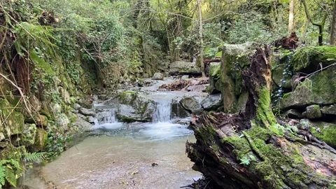 Forest river in Les Cévennes Video stock 345360945