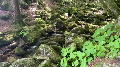 Forest river in Les Cévennes Stock Footage 345361240