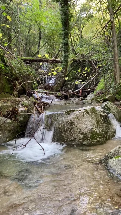 Forest river in Les Cévennes Stock Footage 345361248