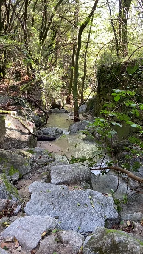 Forest river in Les Cévennes Stock Footage 345361249