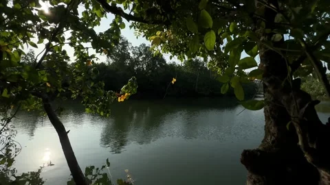 Forest River with Lush Green Trees, Sunlight, Gentle Panning Shot Stock Footage 324770748